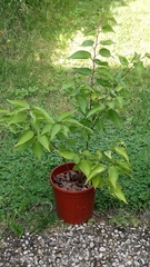 Prunus armeniaca