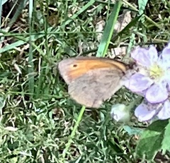 Coenonympha pamphilus