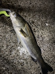 Lateolabrax japonicus