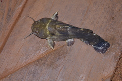 Pseudopimelodidae