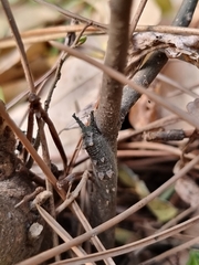 Hestina assimilis