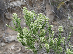 Mortonia scabrella