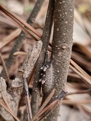 Hestina assimilis