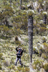 Espeletia hartwegiana