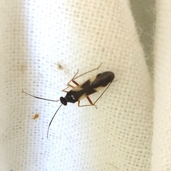 Globiceps flavomaculatus