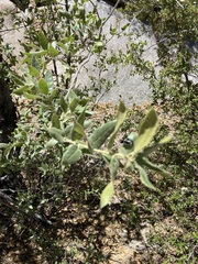 Quercus peninsularis