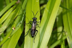 Macrophya annulata