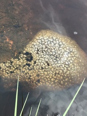 Pectinatella magnifica