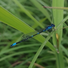 Coenagrion pulchellum