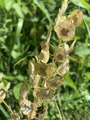 Thlaspi arvense