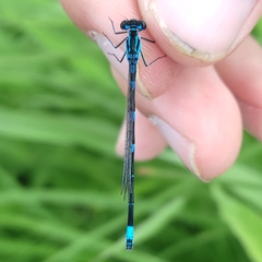 Coenagrion pulchellum