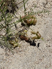 Astragalus douglasii