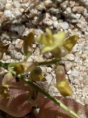 Astragalus douglasii