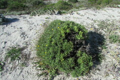 Othonna coronopifolia