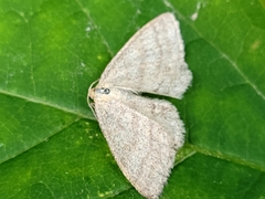 Scopula frigidaria