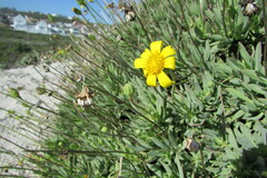 Othonna coronopifolia