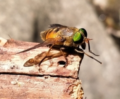 Philipomyia graeca