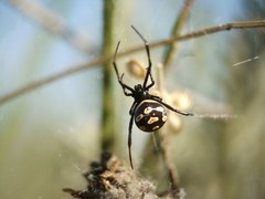 Latrodectus tredecimguttatus