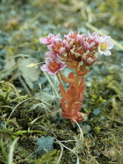 Sedum villosum