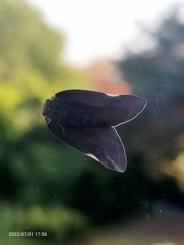 Brown Winged Plant Hopper
