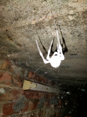 Engyodontium aranearum