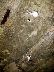 Engyodontium aranearum