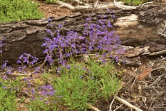 Penstemon gracilentus