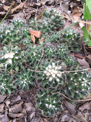 Escobaria missouriensis