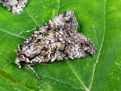 Anaplectoides
