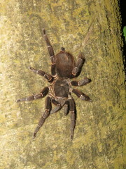 Acanthoscurria juruenicola