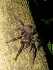Acanthoscurria juruenicola