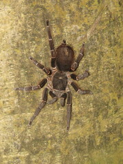 Acanthoscurria juruenicola