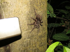 Acanthoscurria juruenicola