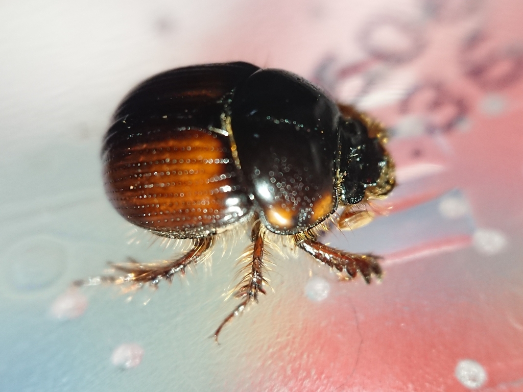 Bolbochromus sulcicollis