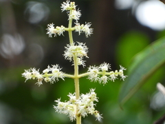 Miconia tschudyoides