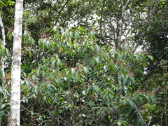 Miconia tschudyoides