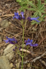 Penstemon gracilentus