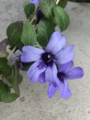 Dyschoriste thunbergiiflora