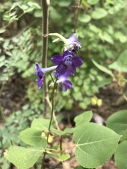 Delphinium polycladon