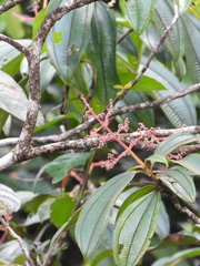 Miconia tschudyoides