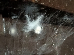 Engyodontium aranearum