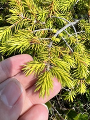 Picea jezoensis