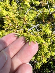 Picea jezoensis