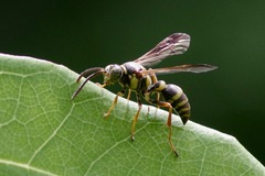 Psammaletes mexicanus