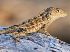 Anolis cybotes