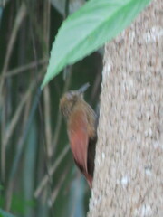 Glyphorynchus spirurus