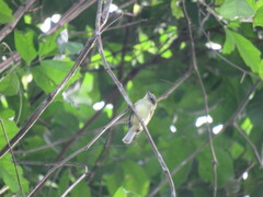 Rhynchocyclus olivaceus