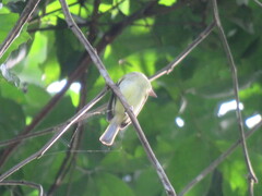 Rhynchocyclus olivaceus