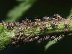 Metopeurum fuscoviride