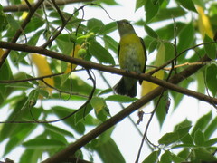 Euphonia chrysopasta